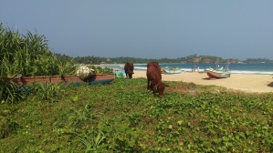cows-beach-sri-lanka